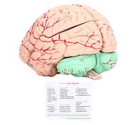 Yosoo Health Gear Modello di Anatomia del Cervello Umano, Stampo Staccabile per Studio delle Neuroscienze per Bambini con Casa della Scuola del Teschio