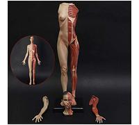 YOtat Figura di Anatomia Femminile da 23,6 Pollici/60 Cm, Modello Osseo Muscolare Anatomico Umano, Riferimento per Artisti, Studio Scolastico E Insegnamento