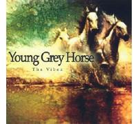 Young Grey Horse - Vibez