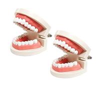Youya, confezione da 2 modelli standard per denti dentali per bambini, per studio dentistico e didattico, per adulti