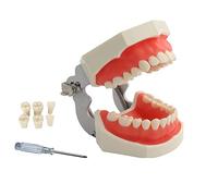 YOUYA DENTAL TM-021 Dentale Typodont Dentale, completamente staccabile Strumenti di Studio Didattico Typodont Articolato Anatomia Denti Modello 28 Denti Rimovibili, con un Piccolo Cacciavite