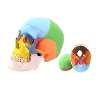 Youya modello anatomico a forma di teschio umano dentale in 3 parti, modello di teschio umano, a grandezza naturale, modello anatomico dentale anatomico per anatomia medica colorata