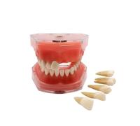 Youya, modello dentistico standard, modello dentistico, strumento di studio gengive morbide insegnamento modalità dentale con 28 denti rimovibili