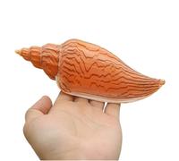 YOUYIMEI Grandi Conchiglie Naturali, Grandi Conchiglie Naturali, enormi Conchiglie oceaniche da 15-16 cm, Conchiglie Jumbo perfette for Feste di Matrimonio, Decorazioni for la casa, acquari