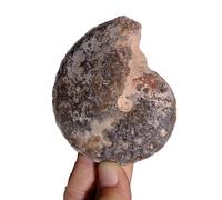 YRQMGSF Fossile di Ammonite Pietra Guaritrice Naturale per Casa e Ufficio, Specimen Educativo Unico