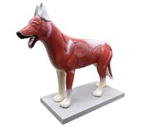 YRQMGSF Modello anatomico Medico del Torso Canino (Cane), Modello di Torso Cardiaco e Scheletro del Cane Strumenti di Studio del Modello 3D per Studenti di Anatomia e fisiologia