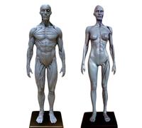 YRQMGSF Modello anatomico muscoloscheletrico Maschile e Femminile da 30 cm, Modello di Corpo Umano con Cranio e Muscoli, Figura di Anatomia Umana