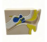 YRQMGSF Modello di Anatomia dell'orecchio Umano Stampato in 3D - Modello della Struttura dell'orecchio Esterno, Medio e Interno - per dimostrazione in Aula di scuole Medie e Superiori