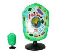 YRQMGSF Modello di Cellula Vegetale - Modello di Organelli della Cellula Vegetale - Modelli di Scienze Anatomiche per Studio, Esposizione e Insegnamento