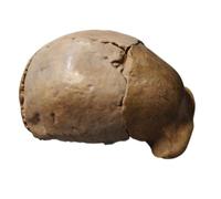 YRQMGSF Modello di Copertura Cranica dell'uomo di Pechino - Modello di Cranio Umano per Anatomia - per Aule, Musei e Esposizioni Domestiche