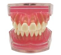 YRQMGSF Modello di Denti Typodont - Modello di Denti per Impianti Dentali con 28 Denti Tutti Rimovibili - per Esposizione Didattica Scientifica
