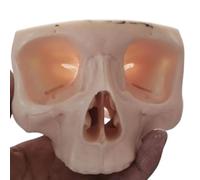 YRQMGSF Modello di impianto Dentale con Ali perforate e Archi zigomatici Modello Solo per scopi di Formazione e Esame