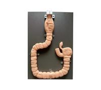 YRQMGSF Modello di Struttura del Grosso Intestino Umano Modello Educativo di Sigmoidoscopia per la Diagnosi Intestinale per la Formazione Medica