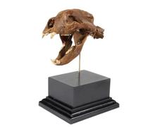 YRQMGSF Modello di Teschio di Orso dal Muso Breve - Modello Fossile di Teschio Stampato in 3D - Oggetti di Artigianato, Oggetti di Scena per Film, Collezione di Artigianato, Decorazione per la Casa