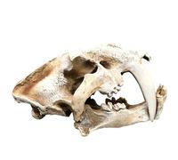 YRQMGSF Modello di Teschio di Tigre dai Denti a Sciabola Replica di Teschio di Dinosauro per Decorazione d'Acquario, Artigianato Decorativo per Casa e Ufficio