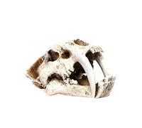 YRQMGSF Modello di Teschio di Tigre dai Denti a Sciabola Replica di Teschio di Dinosauro per Decorazione d'Acquario, Artigianato Decorativo per Casa e Ufficio