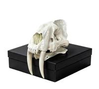 YRQMGSF Modello Replica Teschio di Tigre dai Denti a Sciabola, Teschio Animale a Grandezza Naturale, Testa di Tigre dai Denti a Sciabola, Replica per Collezione d'Arte, Decorazione Pittorica