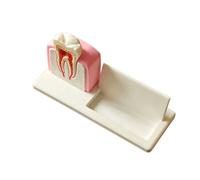 YRQMGSF Porta Biglietti da Visita per Clinica Dentale Modello di impianto Dentale e canalare per Uomini e Donne Supporto da scrivania per Esposizione Biglietti da Visita Organizzatore