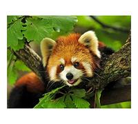 YSCOLOR Diamond Painting Completo Rotondo Diamante Ricamo Animali Panda Rosso DIY Diamante Pittura Modello Strass Diamante Mosaico Needlework 30X40Cm
