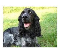 YSCOLOR Diamond Painting Kit Di Pittura Diamante 5D Fai Da Te Black Cocker Spaniel Mosaico Ricamo Strass Round Home Decor 30x40cm