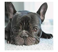 YSCOLOR Diamond Painting Ricamo Di Diamanti Dipinti Di Diamanti Diy Bulldog Francese Cane Strass Fatto A Mano Incollato Decorazione Della Stanza Della Pittura 30X30cm