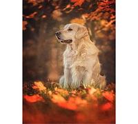 YSCOLOR Diamond Painting Ricamo Diy Diamante Pittura Cane E Foglie Morte Diamante Mosaico Completo Rotondo 5D Diamante Pittura Golden Retriever Senza Cornice 30 X 40 Cm