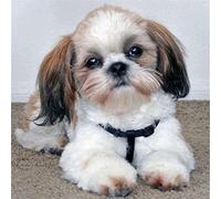 YSCOLOR Diamond Painting Shih Tzu Cane Diy Pittura Diamante Fatto A Mano Animali 5D Pieno E Rotondo Kit Punto Croce Diamante Ricamo Mosaico Decor 30X30cm