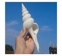 YTBHSHXZ Conchiglie e Conchiglie. Conchiglie a Spirale Bianche 16-19 cm for Decorazione(18~19cm)