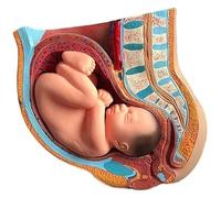 YTUK Modello anatomico Medico in 4 Parti di Bacino Femminile Umano in Gravidanza con feto di 9 Mesi a grandezza Naturale con organi Rimovibili, utilizzato for la Ricerca e la didattica dimostrativa.