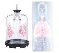 YTUK Modello di polmone Umano, Strumento didattico for Modelli di polmone, simulatore di Movimento del diaframma, applicabile a sussidi didattici di biologia for Studenti di Medicina, Laboratori.