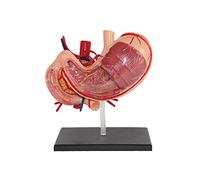 YUANZHOU Stomaco Umano Modello Anatomico Modello di Stomaco 4D Modello di Sistema Digestivo per Insegnamento Medico