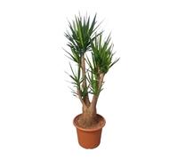 Yucca Elephantipes Ramificata da Interno, Verde, 190 cm, Vaso 55 cm
