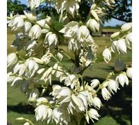 Yucca filamentosa raro giardino interno balcone 60semi