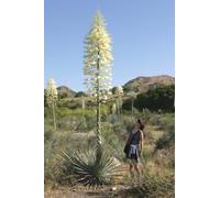 Yucca -Hesperoyucca whipplei- syn. Yucca whipple- 10 semi