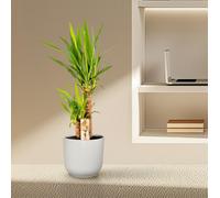 Yucca Piante Cura - Robusta Yucca Ø17cm , Altezza 90cm - Pratico & Luftr