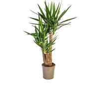 Yucca Ramificata con Tronco in Legno, da Interno, Verde, Ø24cm H80-100cm