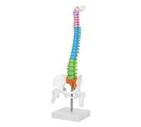 YUEHISY Modello Anatomico di Colonna Vertebrale di Scheletro Umano con Bacino e Femore, Colorato e Flessibile per L'insegnamento Scolastico e le Mostre di Medicina, Materiale in PVC da 45 Cm