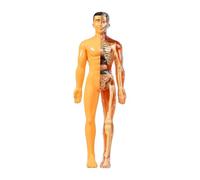 Yunhgft Modello di Anatomia Umana per Bambini - Risorse Didattiche E di Apprendimento, Traslucido