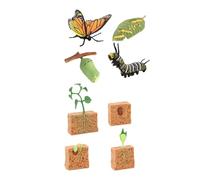 Yunhgft Set di Statuine del Ciclo Vitale: Farfalla E Piante di Fagioli per Bambini E Bambine.