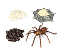 Yunmeryker Modelli Ciclo Vita Insetti, Plastica , style to 2 | Modelli statici - età 7-14 anni - lezioni scienze - plastica atossica - per educazione - Per Studio