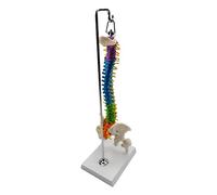 Yunmeryker Modello di Scheletro Spinale, Modello Didattico con Dischi Vertebrali E Femore, Realizzato in PVC Resistente per Lezioni di Anatomia, Formazione, con bacino femore