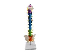 Yunmeryker Modello di Scheletro Spinale, Modello Didattico con Dischi Vertebrali E Femore, Realizzato in PVC Resistente per Lezioni di Anatomia, Formazione, con bacino in piedi