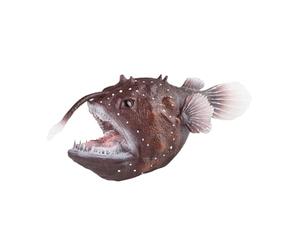 Yunmeryker Statuette di Pesci Lanterna, Piccole Creature degli Abissi per Regali E Bomboniere per La Scuola