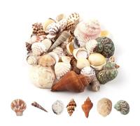 Yuqilin 200 g Conchiglie Decorative, Conchiglie Grandi Artigianato, Naturale Conchiglie, per la Spiaggia a Tema Festa Decorazioni di Nozze Artigianato Fai da Te Forniture per Pesci