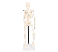 Yusat Modello di Scheletro Umano Anatomico, Modello di Scheletro Educativo 42 Cm