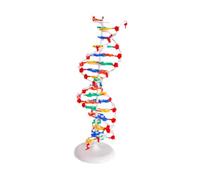 YUSSEQDD Modello per scienze biologiche Modello per l'apprendimento Kit robusto che aiuta gli studenti a comprendere la genetica Ausilio didattico per la