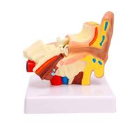 YUYTE Modello Anatomico Dell'orecchio Umano Ingrandito 1,5X Struttura Dell'orecchio Interno Medio Esterno Sinistro Modello Anatomico con Dettagli Realistici per