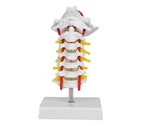 YUYTE Modello di Colonna Vertebrale Cervicale Umana, Anatomia per Laboratorio Scientifico, Immagine Vivida e Dettagliata con Materiale in PVC, Ideale per L'insegnamento e L'educazione