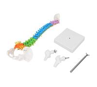 YWBL-WH Colonna Vertebrale Flessibile Colorata, Modello Anatomico Umano con Femore del Bacino 45 cm e Supporto, Colonna Vertebrale a Grandezza Naturale per Studi Anatomici