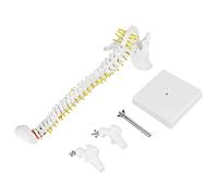 YWBL-WH Modello Colonna Vertebrale 45cm Flessibile con Vertebre Nervi e Bacino per Studio Anatomia e Didattica Medica
